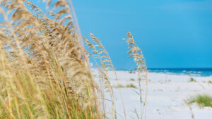 Alabama House passes bill to restore coastal seagrass ecosystems