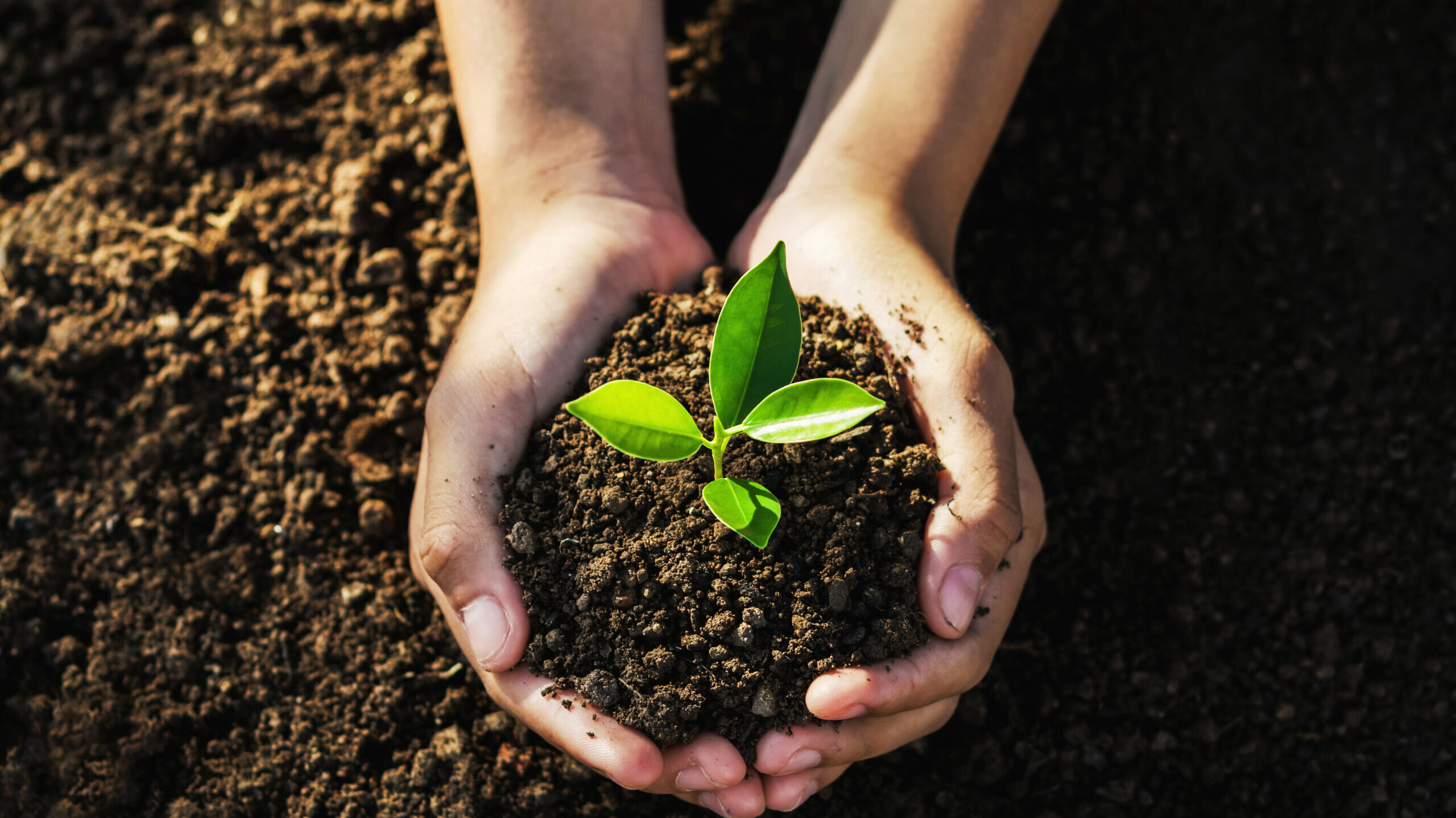 Fairhope to celebrate Arbor Day on Feb. 21