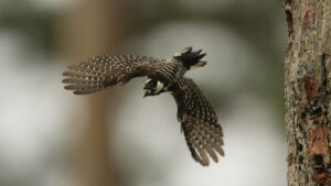 Drilling proposal threatens Alabama’s Conecuh National Forest wildlife