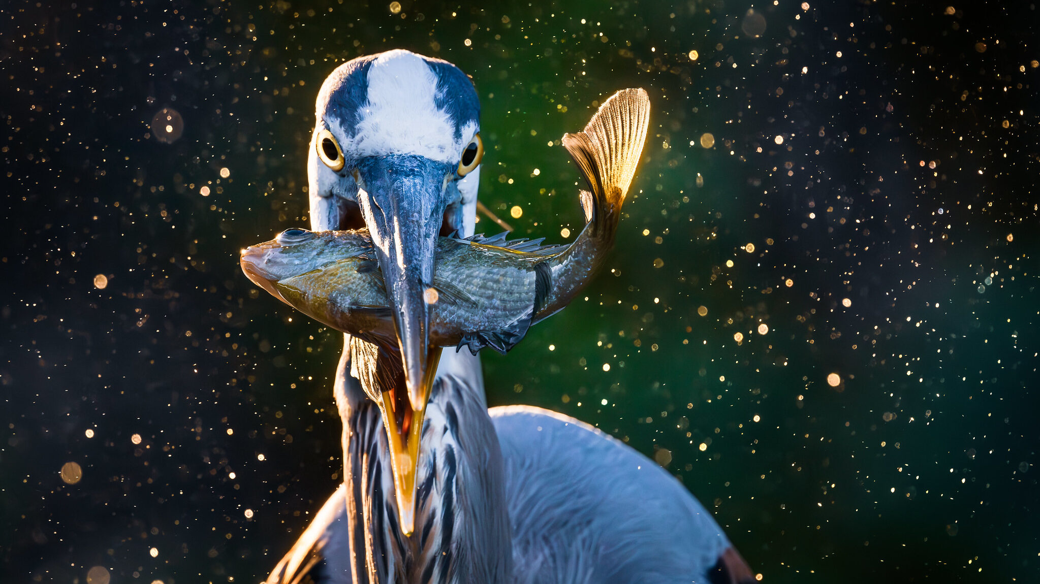 ADCNR announces 2026 Outdoor Alabama Photo Contest winners