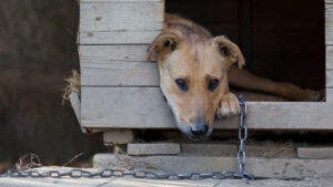 House passes bill criminalizing improper dog tethering