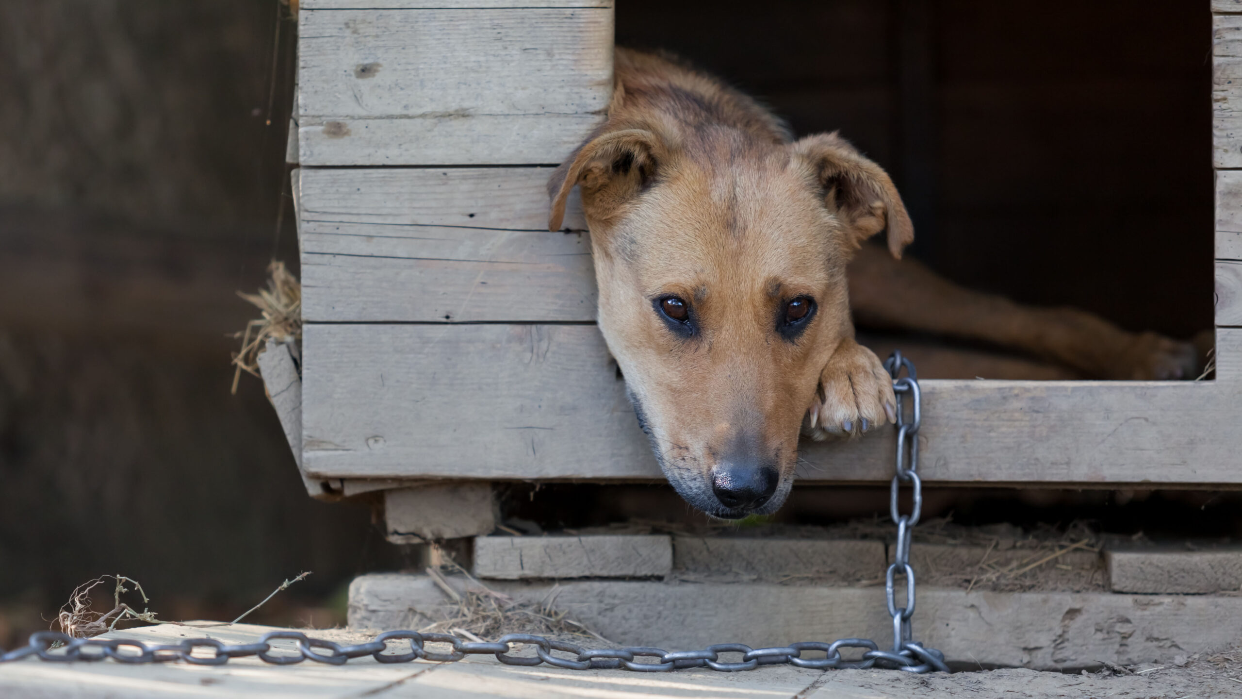 House passes bill criminalizing improper dog tethering